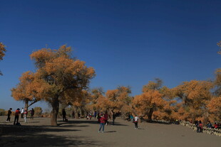 金秋胡杨林游人漫步