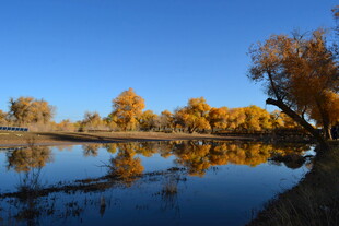 秋日湖畔金黄树木美景
