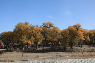秋日金黄树林美景