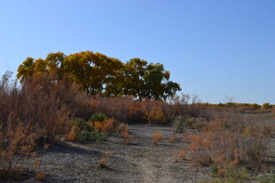 秋日旷野中的树木与荒草