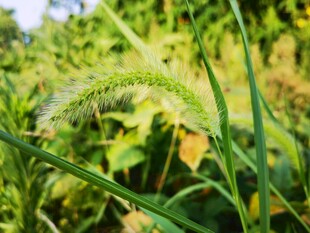 田野中的嫩绿狗尾草