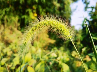 弯曲的狗尾巴草
