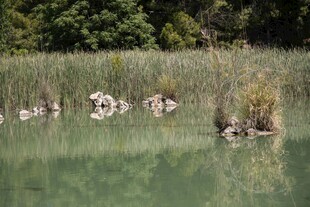 湖畔群鸟栖息于芦苇间