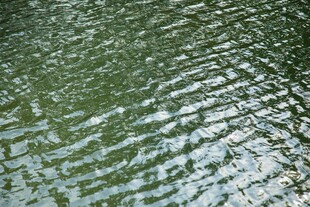 波光粼粼的绿色水面