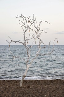 海边孤独枯树 静谧之景