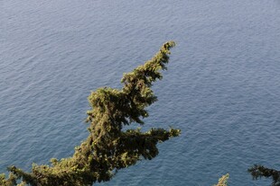 海边挺立的翠绿松树