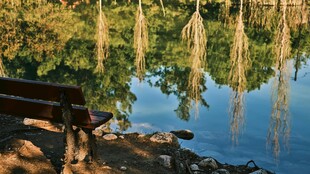 湖畔长椅边的静谧自然景致