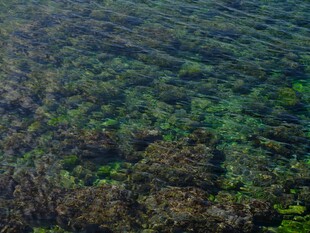 清澈海下的斑斓珊瑚礁