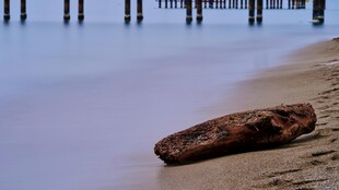 海滩上的孤独漂流木