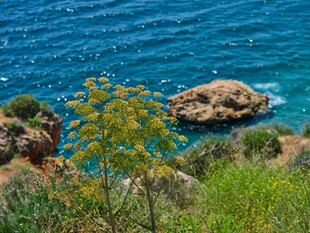 海边绿植与礁石美景
