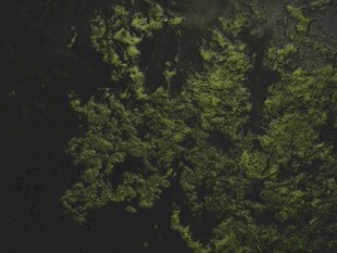 茂密绿植 生机盎然