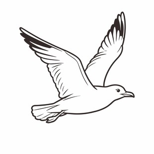 飞翔的海鸥