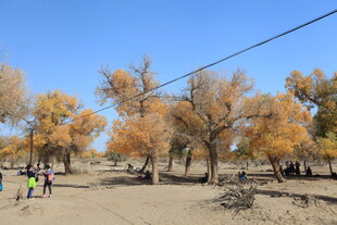 秋日胡杨林游人漫步