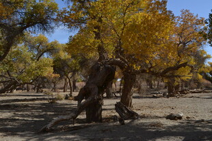 秋日胡杨林独特枯树景观