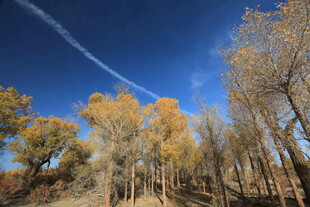 秋日金黄树林与蓝天
