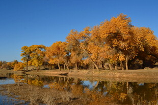 秋日湖畔金黄树林美景