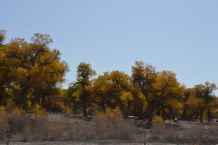 秋日金黄树林美景