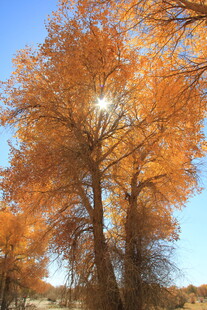 秋日金黄胡杨林美景