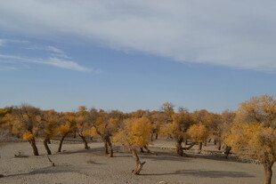 秋日胡杨林 金黄醉人心
