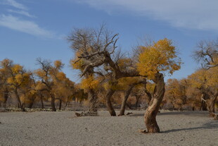 沙漠中的金黄胡杨美景
