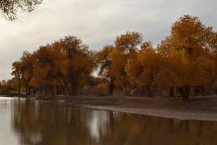 秋日河畔金黄树木美景