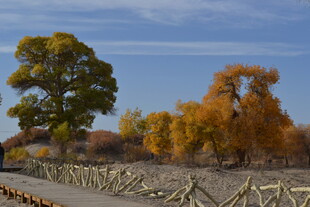 秋日胡杨林旁的木栅栏