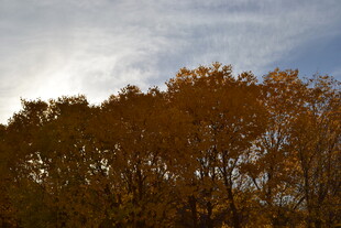 秋日树梢映蓝天