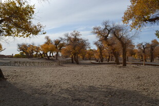 秋日胡杨林风景