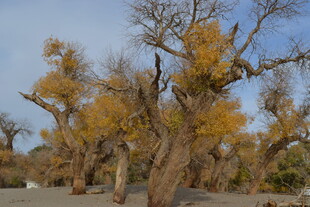 金秋胡杨林 尽显生命壮美