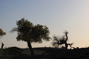 黄昏下的孤树剪影