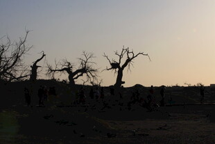 黄昏下的枯树林