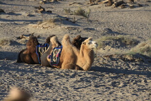 沙漠中休憩的骆驼