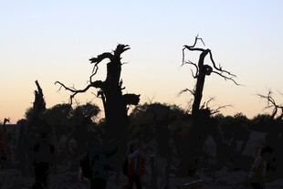 夕阳下的枯树林剪影