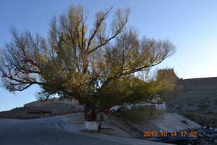 沙漠孤树 尽显苍凉之美