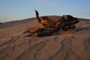 沙漠中的枯木奇观