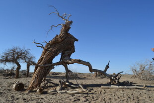 沙漠枯树 尽显苍凉之美