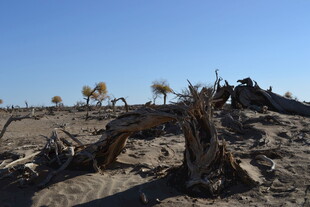 荒漠胡杨与骆驼景观