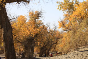 秋日胡杨林美景