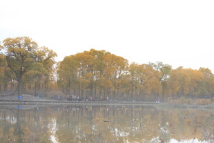 秋日湖畔树林倒影美景