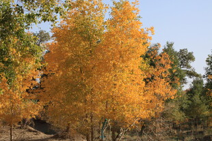 秋日金黄树林美景