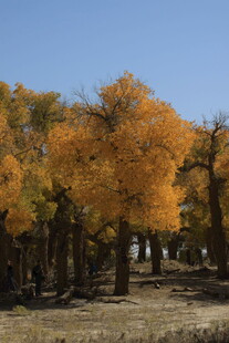 秋日金黄胡杨林美景