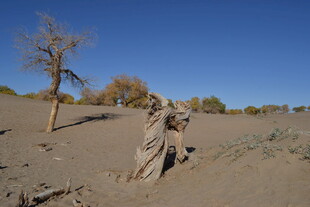 沙漠中枯树与奇特植被