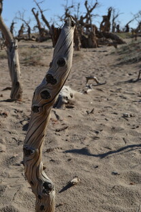 沙漠枯木景象