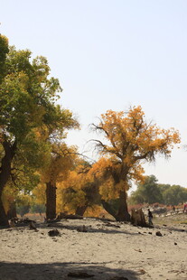 秋日胡杨林的壮美风光