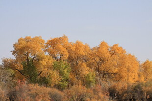 秋日金黄树林美景