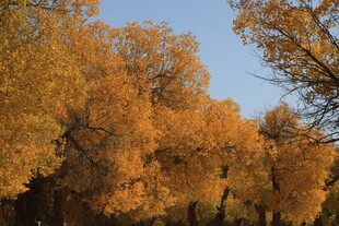 秋日金黄树林美景