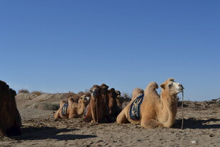 沙漠中休憩的骆驼群