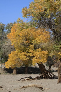 秋日胡杨林美景