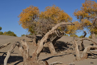 胡杨林枯木景观