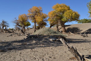 沙漠中的金黄胡杨美景